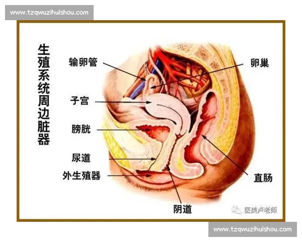 女性私处健康大比拼 了解各类问题与解决方法 提升女性自信与舒适感