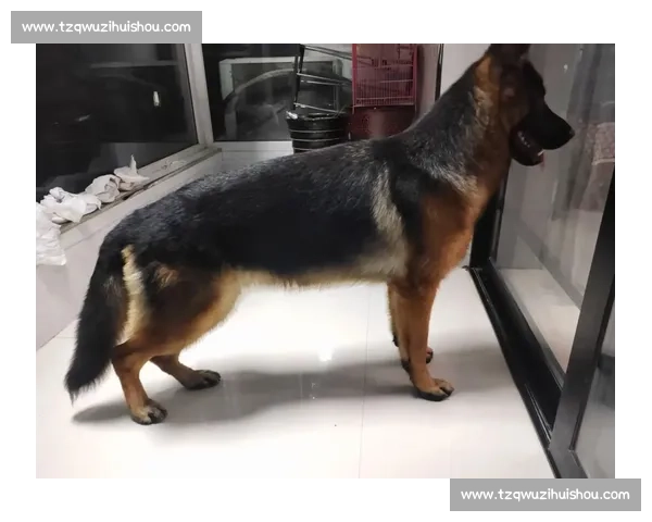 巅峰德牧赛级竞技精彩瞬间全程记录