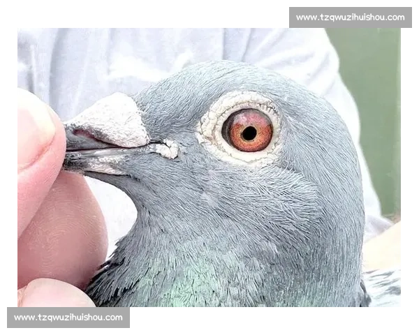 打造冠军赛鸽的训练与饲养秘诀 提升比赛成绩的关键因素解析 打造冠军赛鸽的训练与饲养秘诀 提升比赛成绩的关键因素解析